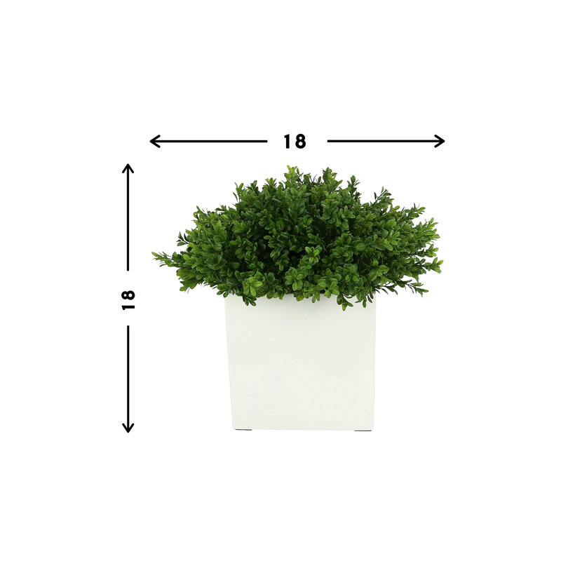 Boxwood Arranged In A Square Pot