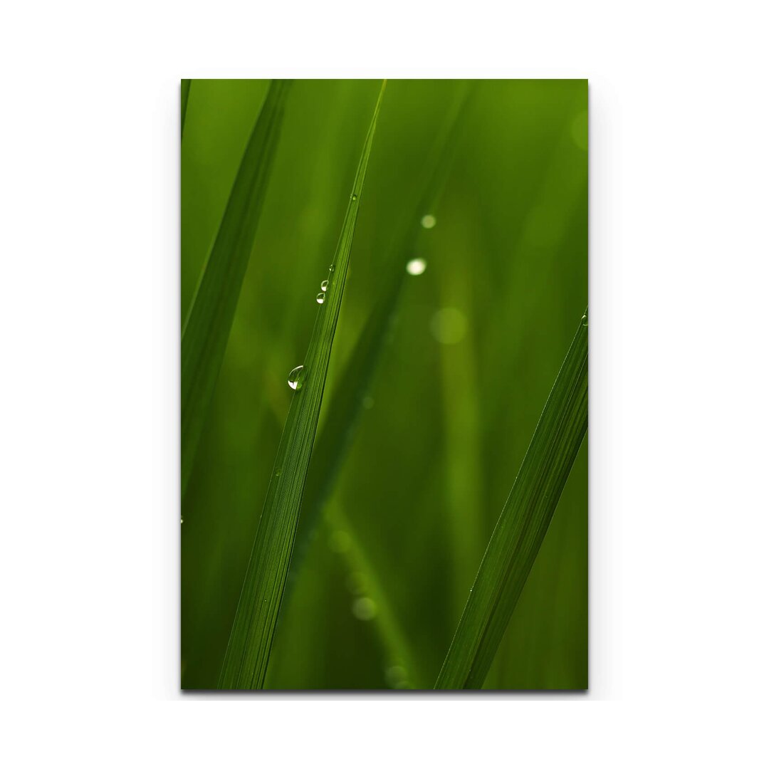 Leinwandbild Nahaufnahme Grasspitze