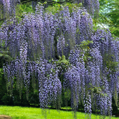 1 gal. Wisteria