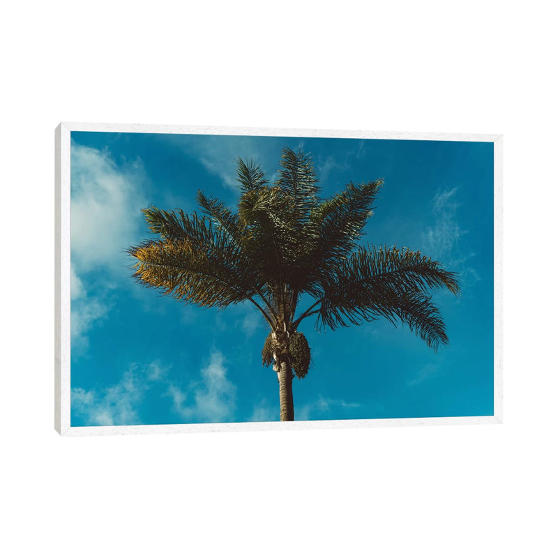 Palm Tree II by Bethany Young - Print on Canvas, White Framed, 66.04cm H x 101.6cm W x 3.81cm D