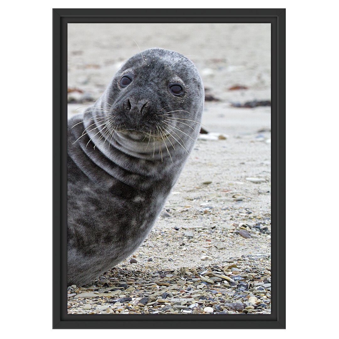 Gerahmtes Wandbild Robbe an Kiesstrand