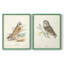 Hawk Owl - reproduction encadrée de qualité supérieure - prête à être accrochée - aucun clou requis - aucun clou requis-689030484-689030493