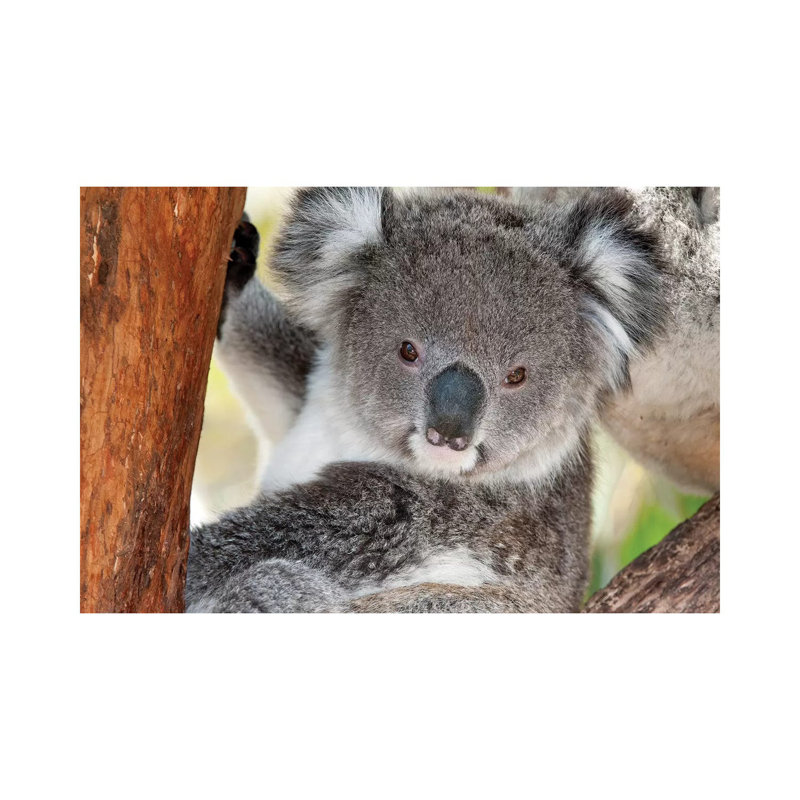 Koala, Victoria, Australia by Tui De Roy - Wrapped Canvas Print, 66.04 cm H x 45.72 cm W x 3.175 cm D