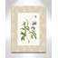 «Botanical Plate I Print» par Susan Jill-1114116654-1114116699-1114116627