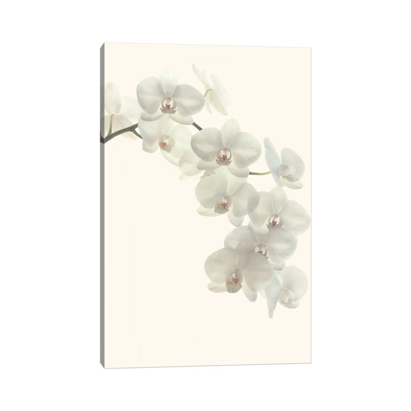 White Orchids by Alyson Fennell - Print on Canvas, 66.04 cm H x 45.72 cm W x 3.175 cm D, Wrapped Canvas