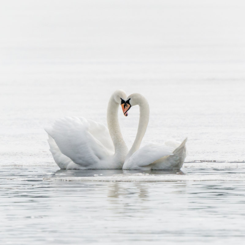 Love - Wrapped Canvas Print, 30cm H x 30cm W x 3.8cm D