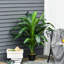 110cm Faux Dracaena Plant in Cement Pot