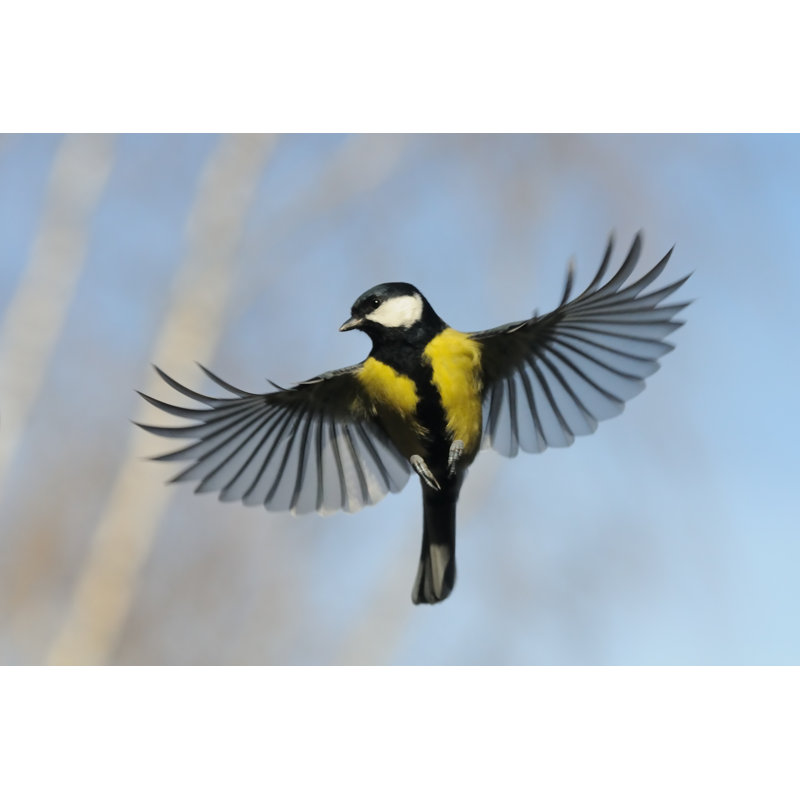 «Flying Great Tit» par Victortyaght - photographie sur toile tendue, L 36 po x H 24 po