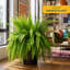 Fern Plant in Pot