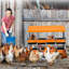Boîte de nidification pour poulets en acier galvanisé avec plateau à œufs enroulable, ventilation et support mural / support, boîte de poulailler 6/8/10 trous