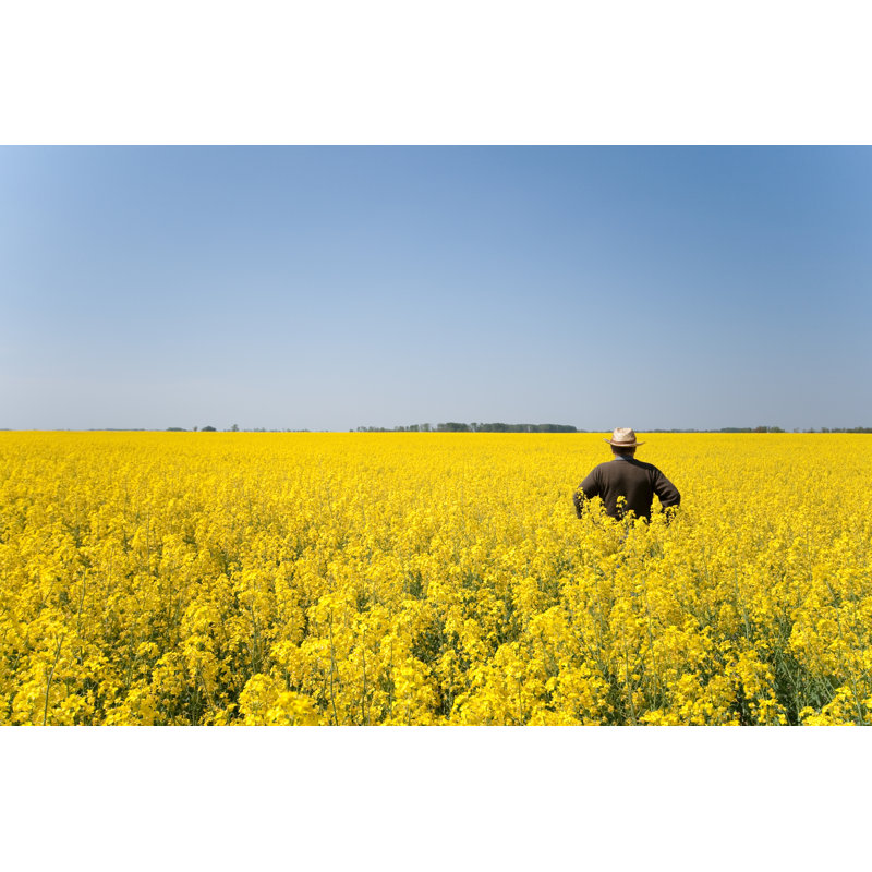 Man In Rape Field by Sndr - Wrapped Canvas Print, 61cm H x 91cm W