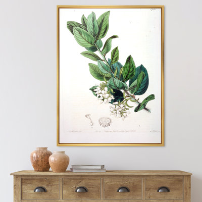 " Vintage Botanicals XX " Painting Print