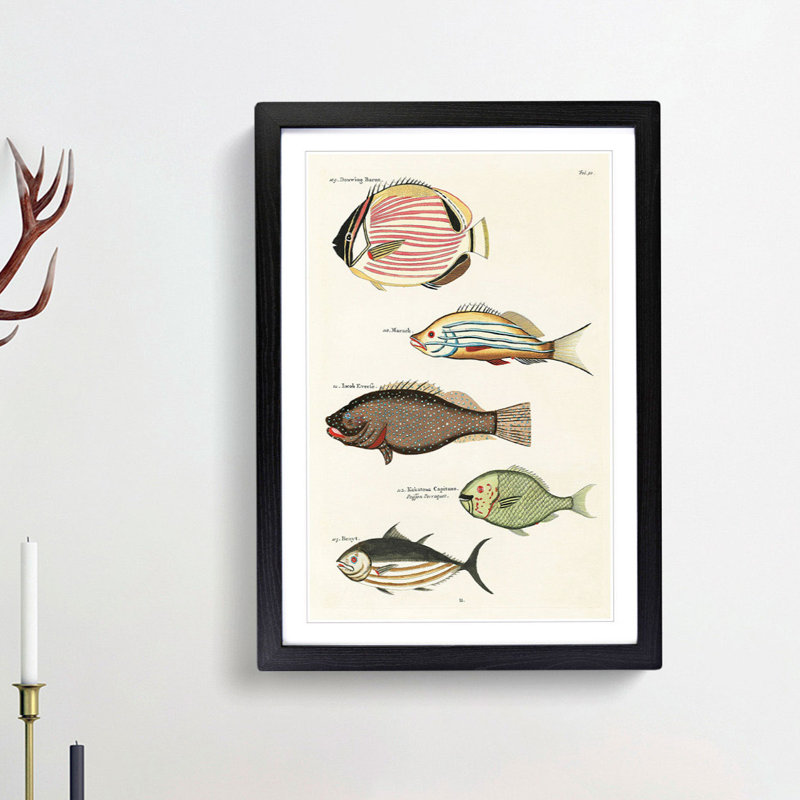 East Indies Fish Illustrations Fol. 20 by Louis Renard - Picture Frame Painting Print, 48cm H x 36cm W x 2cm D, Black Framed
