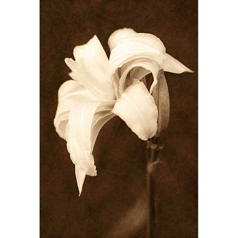 Petal Profusion 1 Piece Wrapped Canvas Wall Art, 152 cm H x 102 cm W
