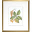 Antique Black Birch Print by Sprague