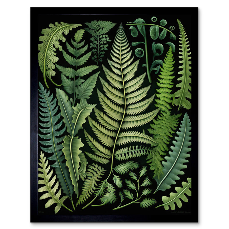 Ernst Haeckel Style Fern Fronds Leaf - Single Picture Frame Print