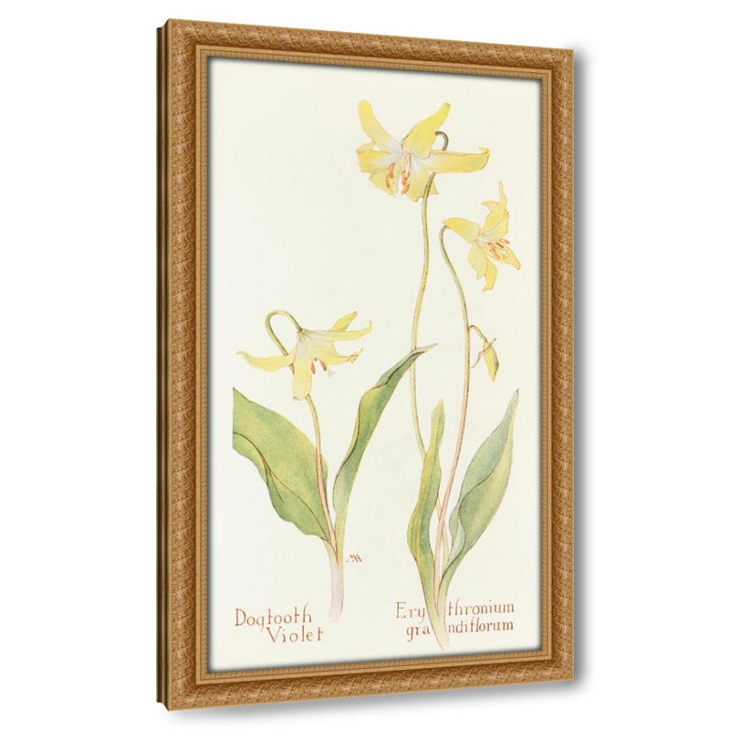 Dogtooth Violet (1915)
