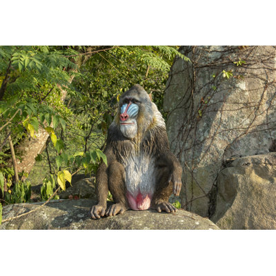 Sitting Mandrill