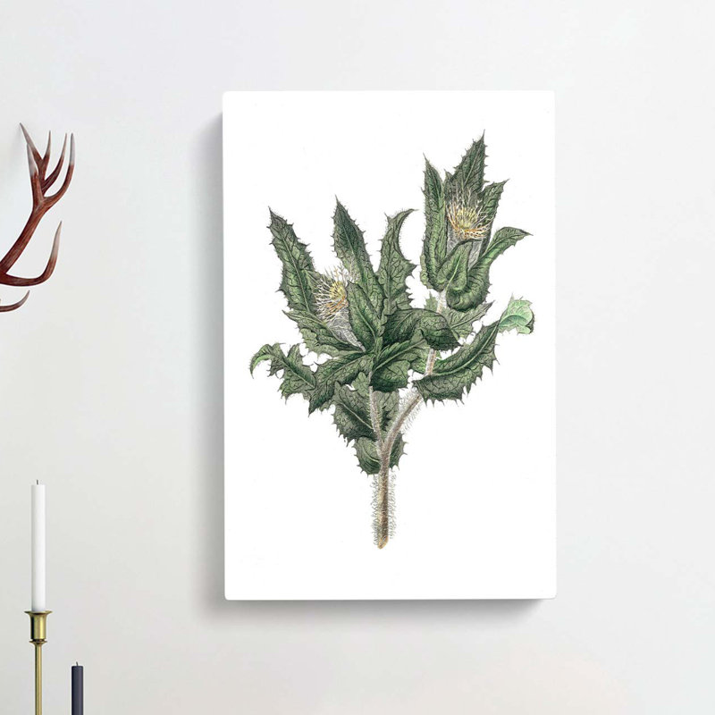 Holy Thistle Illustration - Wrapped Canvas, 76cm H x 50cm W x 3cm D