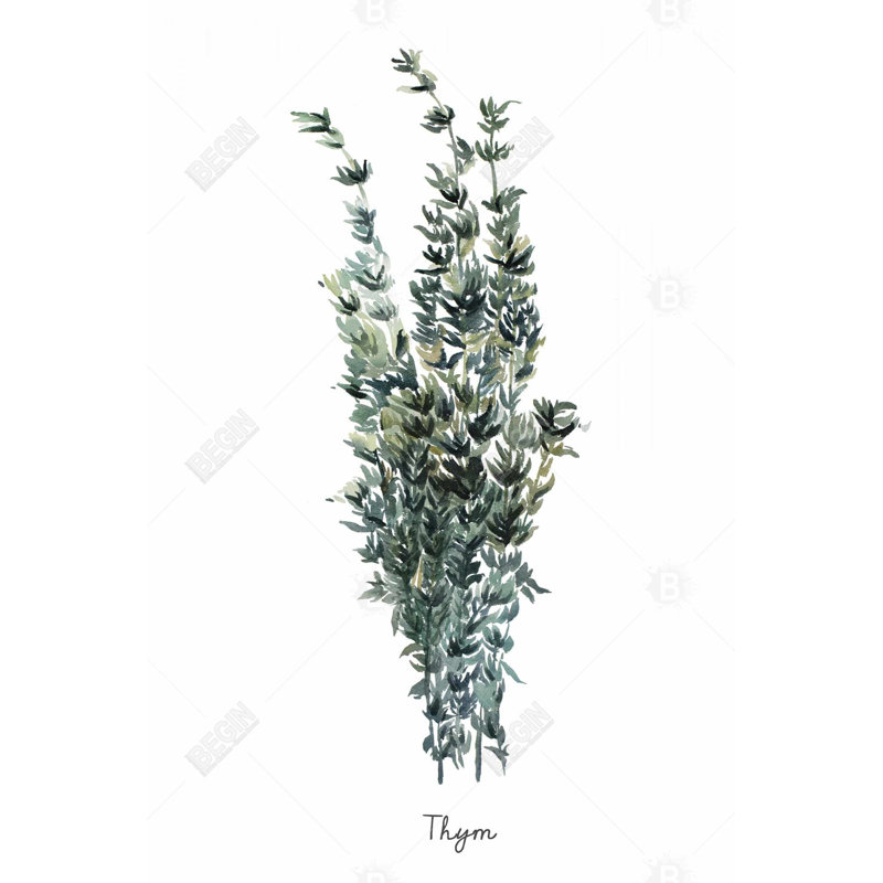 " Thyme Leaves Bundle - Fr "