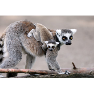 «Ring-Tailed Lemur» par Anolis01 - Photographie sur toile tendue