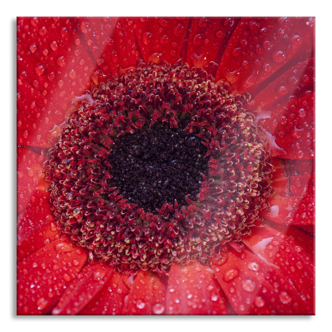 Glasbild Wassertropfen auf roter Blume