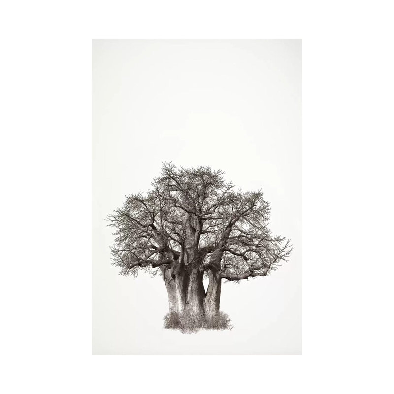 Baobab Legacy III by Klaus Tiedge - Wrapped Canvas Print, 20.32 cm H x 30.48 cm W