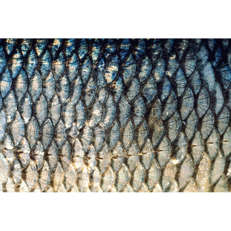 The Fish Scales by Zazamaza - Wrapped Canvas Print, 30cm H x 46cm W
