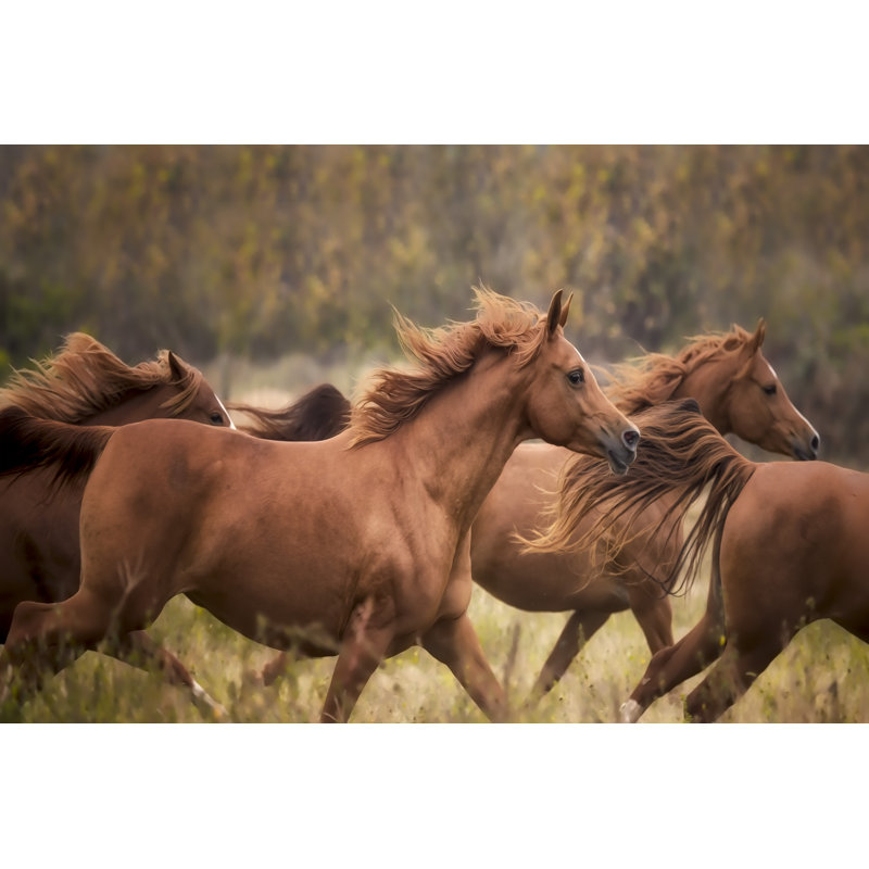 Reproduction d’art sur toile tendue « Horse Run VI » par PHBurchett, H 32 po x l 48 po