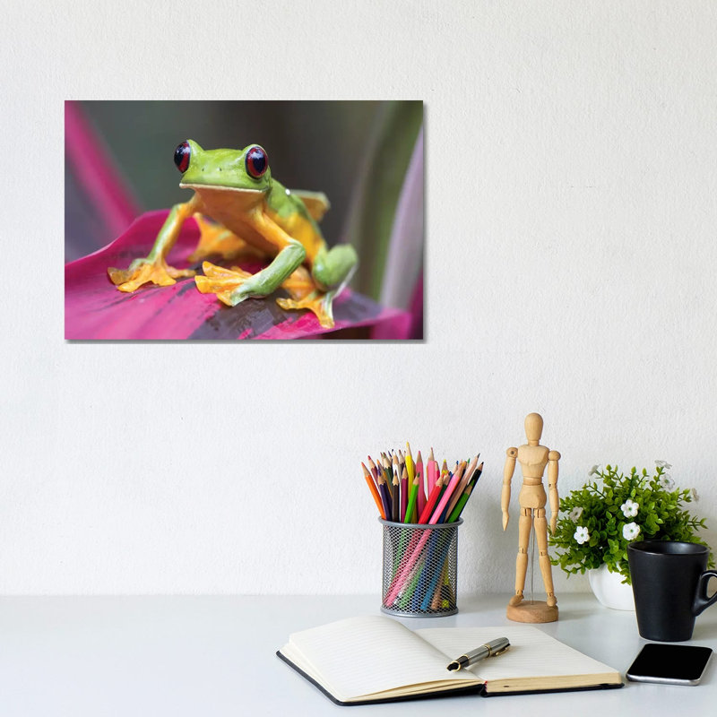 Gliding Leaf Frog Portrait, Costa Rica by Tim Fitzharris - Wrapped Canvas Print, 20.32 cm H x 30.48 cm W