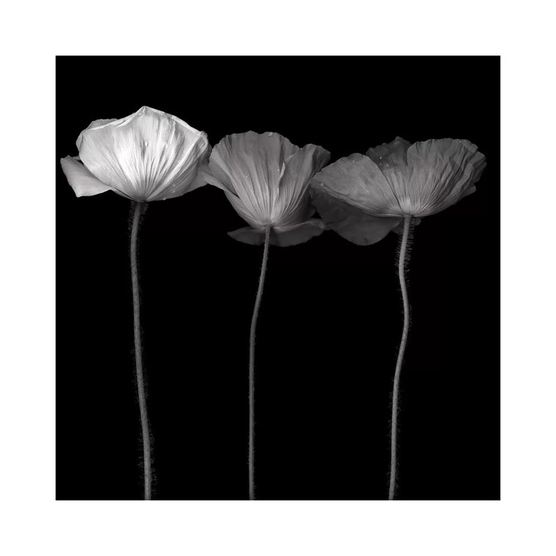 Poppy VI, B&W by Magda Indigo - Wrapped Canvas Print, 30.48 cm H x 30.48 cm W