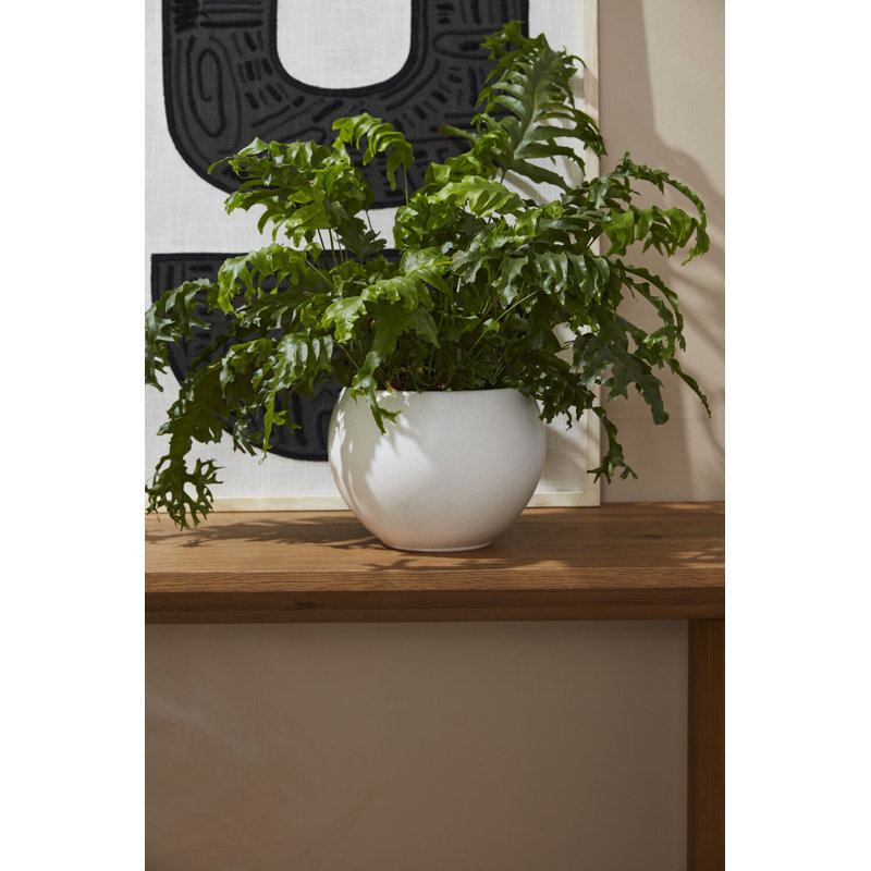 Filli Mayu Pot
