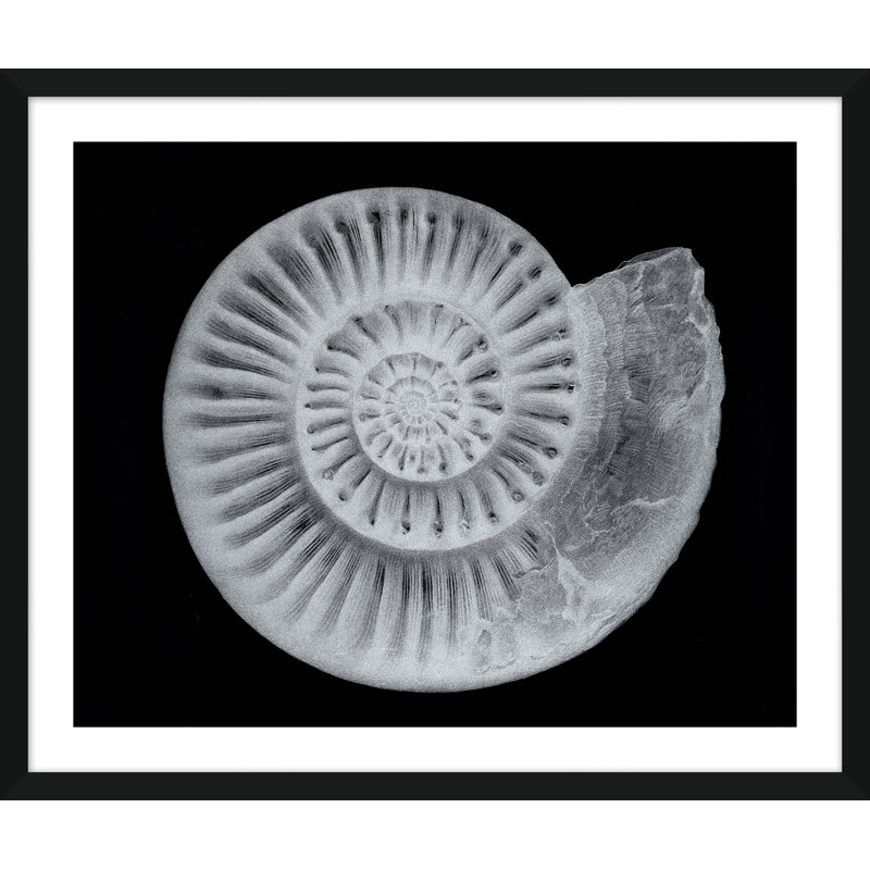 Shells Giclee Print