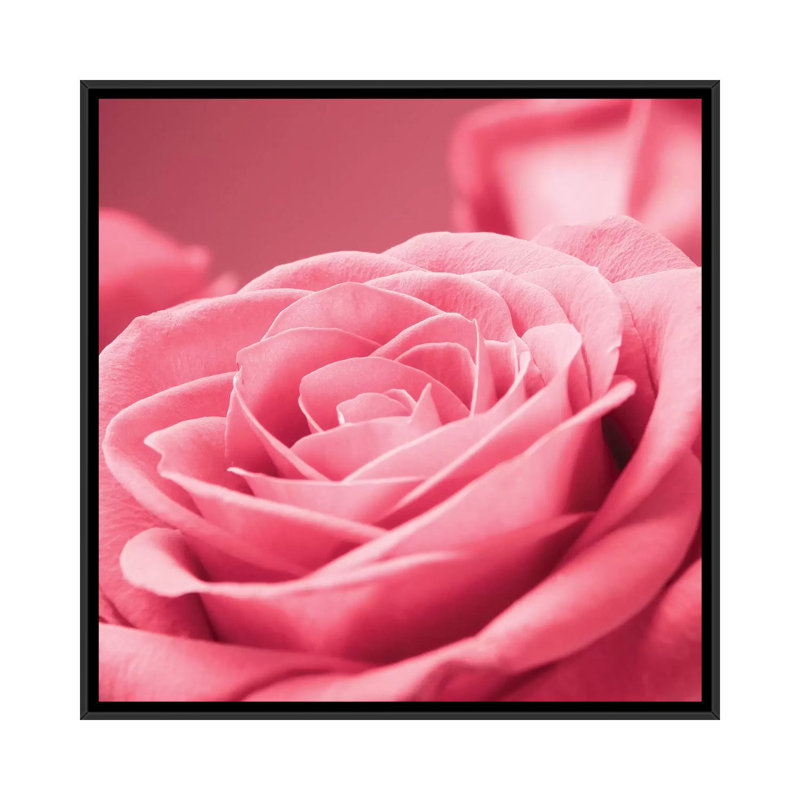 « rose rose i », impression sur toile, H 18 po x l 18 po x P 1,5 po, Toile avec cadre noir, Pas de tapis