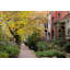 Chicago Brownstones In Fall Print by Morgan Anderson