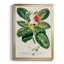 Imperial Tropical Botanical I, reproduction d'art encadrée-88436770-88436771