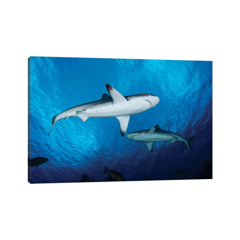 Reef Sharks, Yap, Micronesia by Andreas Schumacher - Wrapped Canvas Print, 101.6 cm H x 66.04 cm W x 1.91 cm D