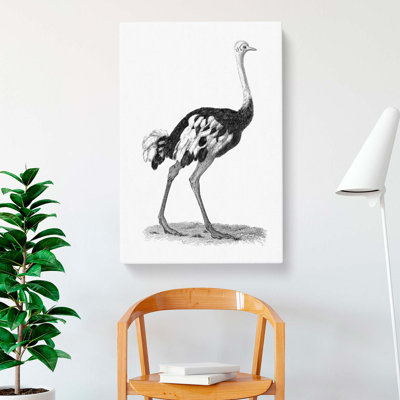 Ostrich in Black and White by George Shaw - Wrapped Canvas Painting Print