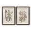 Antique sépia botanicals vii - ensemble de 2 reproductions d'art sur papier encadré-80308541-80308539
