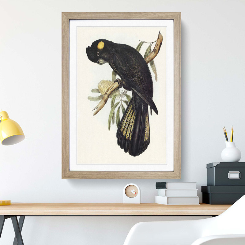 Funereal Cockatoo by Elizabeth Gould - Framed Print, Oak Framed, 48cm H x 36cm W x 2cm D