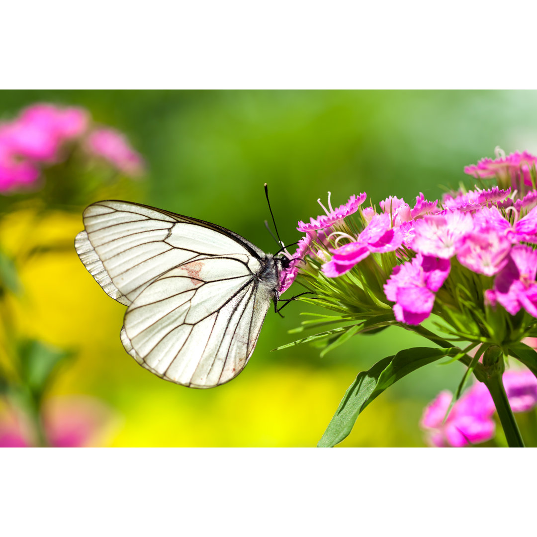 Weißer Schmetterling auf Blumen - Kunstdrucke auf Segeltuch