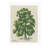 Moulton Collection " Single Tree "
