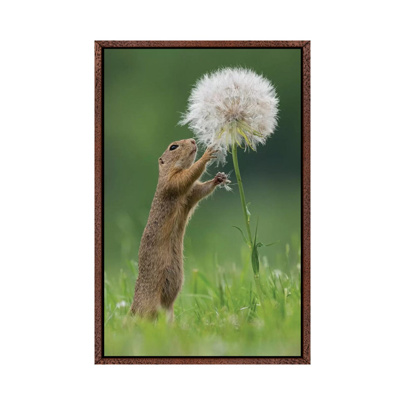 Ziesel With A Very Big Dandelion IV by Dick Van Duijn - Print on Canvas, 101.6cm H x 66.04cm W x 3.81cm D