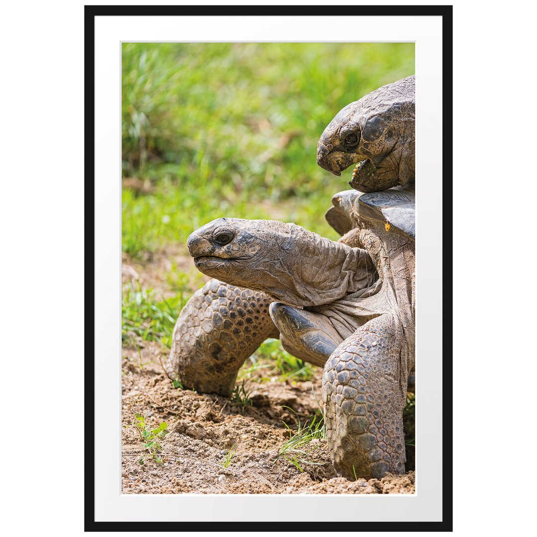 Gerahmtes Poster Liebevolles Schildkrötenpaar