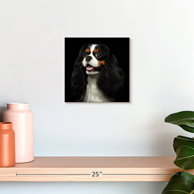 Crowle King Charles Spaniel Pup