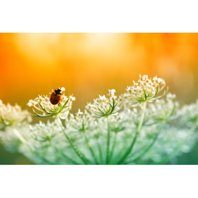 Ladybug Sitting On Top Of Wildflower by Pawel.gaul - Wrapped Canvas Print