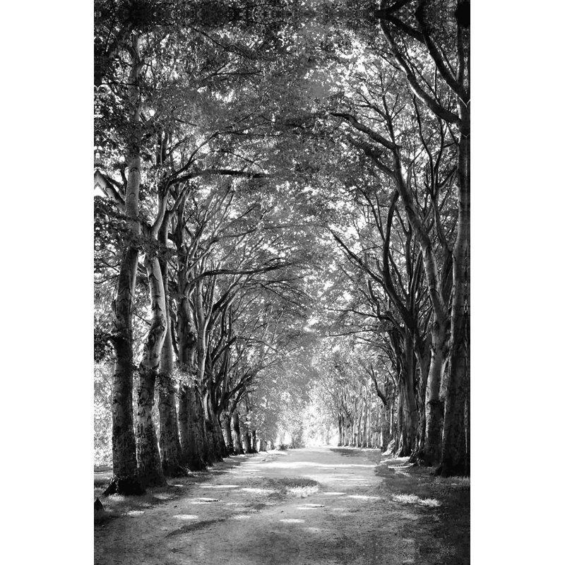 Chemin noir et blanc d'arbres, H 30 po x l 20 po, Toile tendue, Sans cadre