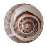 Sea Shell Print