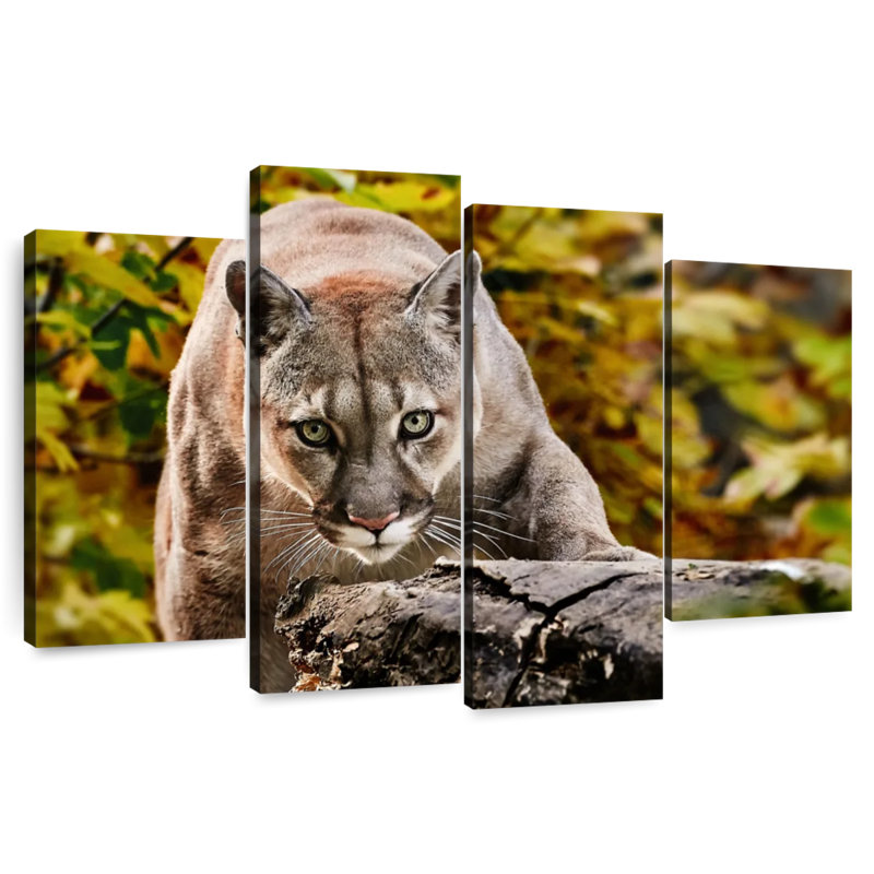 Cougar de chasse Brampt, H 32 po x l 52 po
