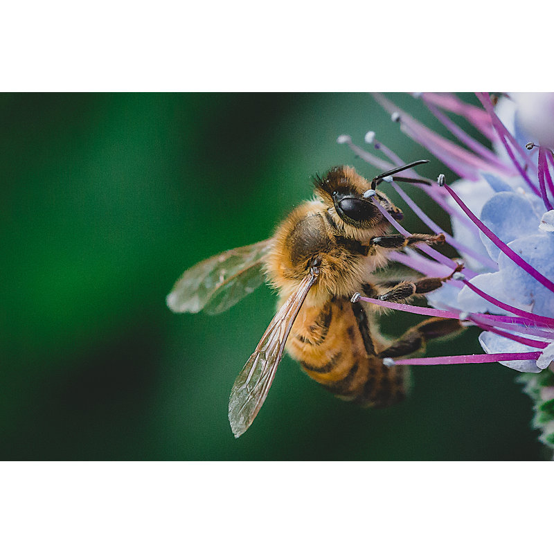 Honey Bee - Wrapped Canvas Print, 30cm H x 46cm W x 3.8cm D